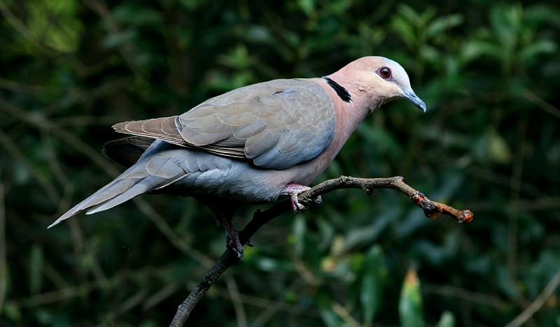 frieda 088.jpg - Grootringduif